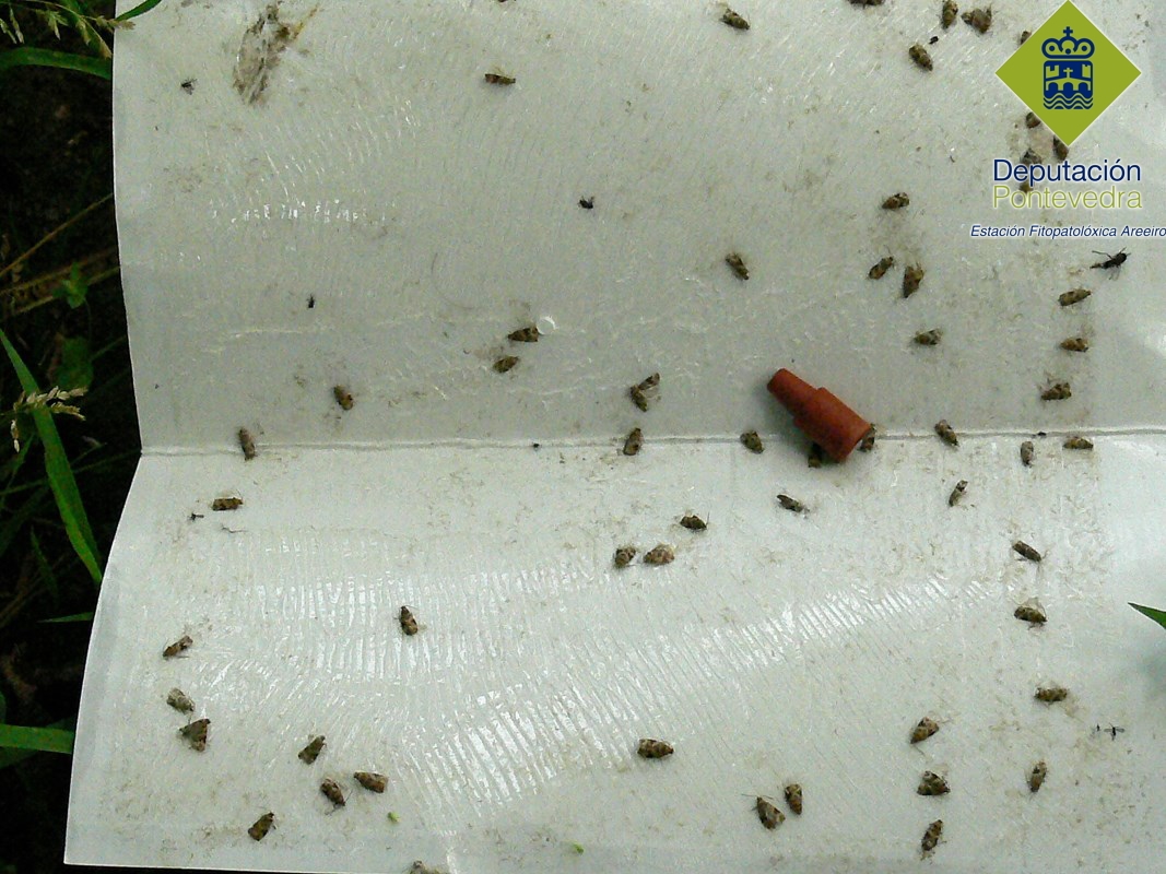 Polilla del Racimo - Grapevine moth - Couza do acio >> Capturas segunda generacion Lobesia.jpg